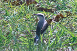 Aves Típicas em Aiuruoca