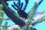 Aves Típicas em Aiuruoca